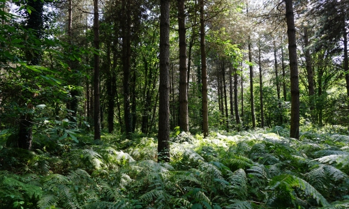 Respect de l'environnement 