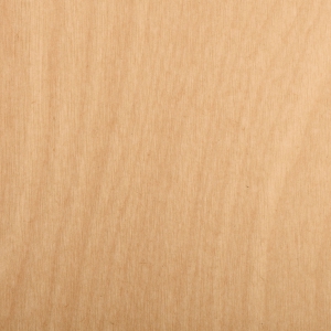 Bouleau canadien-zoom