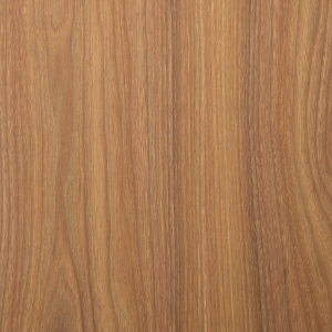 Orme d'Amérique zoom