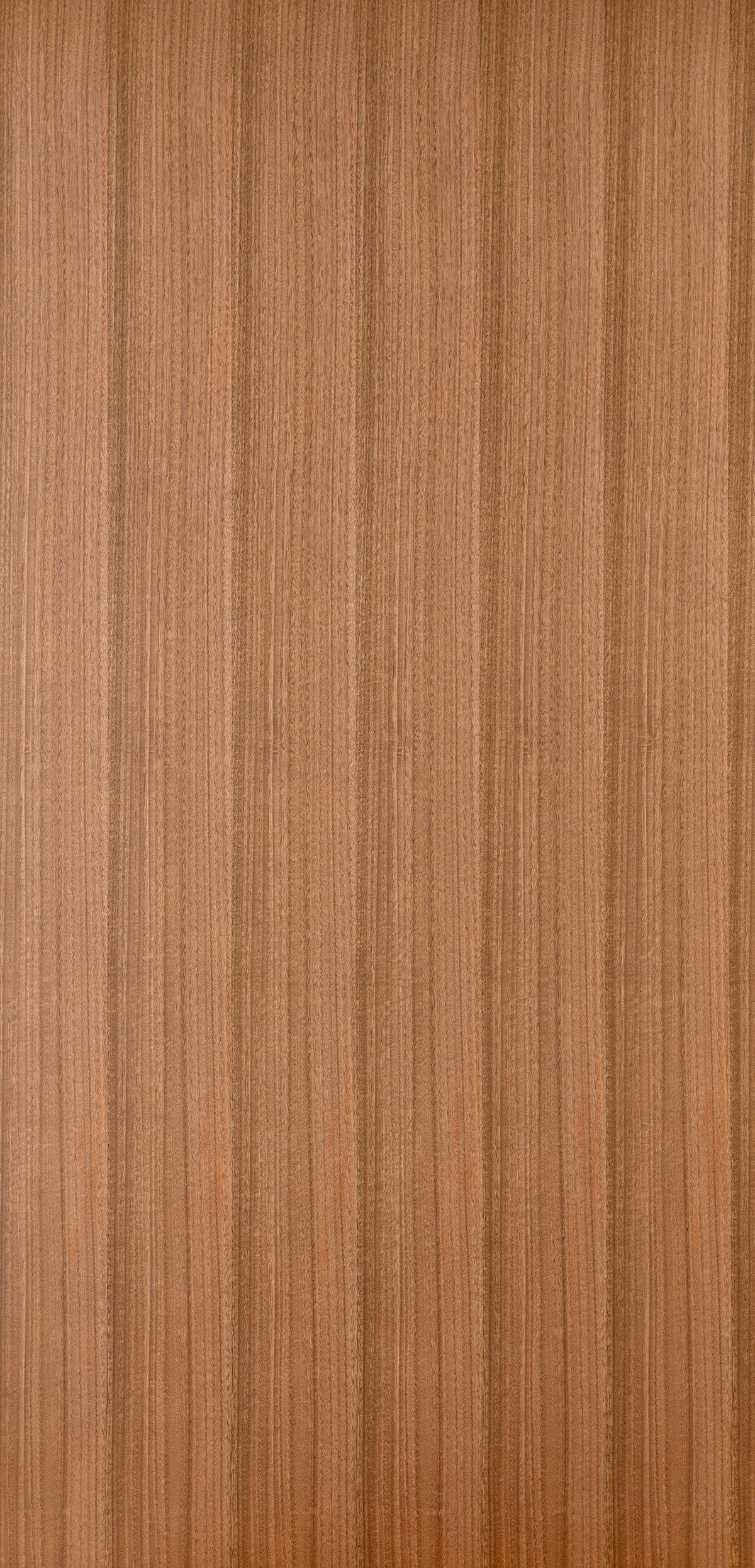 Eucalyptus T6-panel