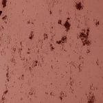 Sienne 436-zoom
