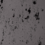 Tourbe 225-zoom